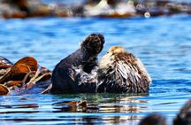 Whale Watching Adventure in Morro Bay