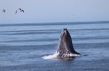 Whale Watching Adventure in Morro Bay