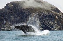 Whale Watching Adventure in Morro Bay