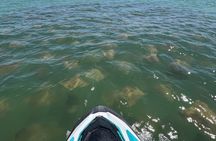 St. Pete 2-Hour Guided Jet Ski Adventure | Dolphins, Islands 