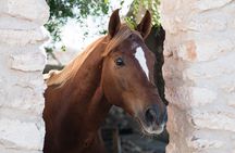 Horseback Riding On The Beach Of Essaouira 