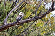Sydney: Ku-ring-gai Chase National Park with Hike, Swim, Picnic