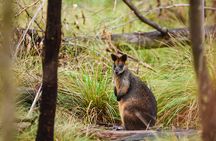 Sydney: Ku-ring-gai Chase National Park with Hike, Swim, Picnic