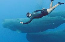 Mauritius Whales and Dolphin Watching Expedition