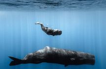 Mauritius Whales and Dolphin Watching Expedition