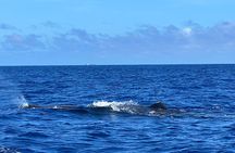 Mauritius Whales and Dolphin Watching Expedition