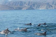 Muscat Dolphin Watching Boat Amazing Trip 