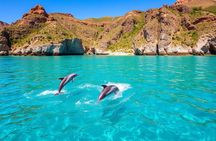 Muscat Dolphin Watching Boat Amazing Trip 