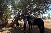 NEW: Guided Horse Connection and Grooming Experience Essaouira