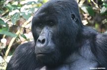 3 Days Gorilla trekking, Equator and Community Tour