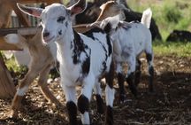 Cuddle & Feed Baby Goats Experience on Big Island Farm