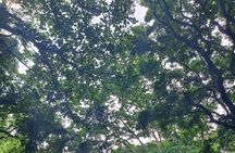 Best of Grenada Falls, Lake, Rum and Cocoa Experience