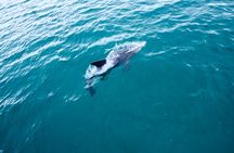 All Inclusive Jervis Bay Day Tour Dolphin Cruise, Lunch &Blowhole