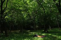 Shinrin Yoku / Forest Bathing at Hakone Lakeshore (Lake Ashi)