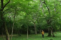 Shinrin Yoku at Hakone Lakeshore 