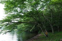 Shinrin Yoku at Hakone Lakeshore 