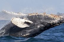 Luxury yacht Whale watching Cabo San Lucas