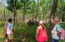 Khao Lak Eco Safari: Elephants, Turtles & Tsunami Memorial