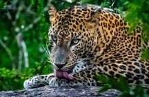 Yala National Park Safari Tours