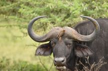 Big Five Afternoon Game Safari in Kruger National Park from Hazyview