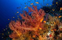 Magic Red Sea Discovery - Discover Scuba Diving Marsa Alam