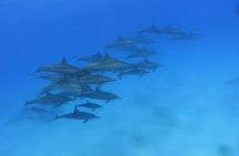 Magic Red Sea Discovery - Discover Scuba Diving Marsa Alam