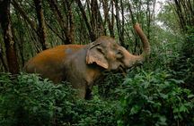 Khaolak Elephant Sanctuary, Cooking Class and Waterfall Tour