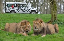 Private Full Day Tour to Longleat Safari Park and Historic Bath