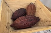 Bean to Bar Chocolate Making Class in Brasilito