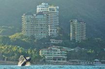 Humpback whale watching south of Puerto Vallarta