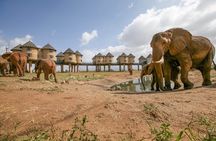 2 Days 1 Night Saltlick Lodge Private Safari from Diani Beach
