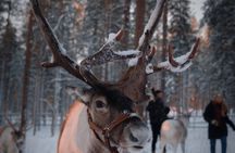 Reindeer Feeding Experience with Local Guide in Levi