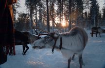 Reindeer Feeding Experience with Local Guide in Levi
