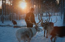 Reindeer Feeding Experience with Local Guide in Levi