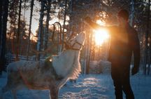 Reindeer Feeding Experience with Local Guide in Levi