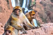 Private Ouzoud Waterfalls Excursion From Marrakech