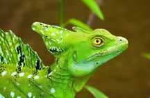 3 Hour Private Caño Negro Wildlife Refuge Boat Tour