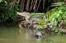 3 Hour Private Caño Negro Wildlife Refuge Boat Tour