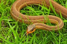 3 Hour Private Caño Negro Wildlife Refuge Boat Tour