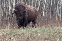 Explore Waterton National Park from Calgary Day Guided Tour