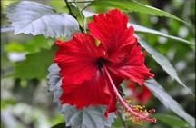 Roatan Private Tour , Culture and Views Experience