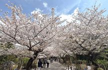 Tailored private Walking Tour in Kamakura with a Local Guide