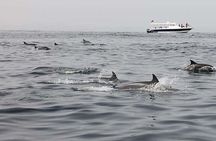Muscat Dolphin Watching Boat Amazing Trip 