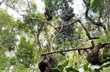 Roatan Sloth Shore Excursions: ATV Buggy + Zipline & Beach Bliss