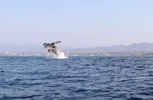 Whale & Dolphin Watching 