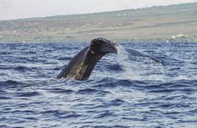 Maalaea Whale Watching Activity Visit 