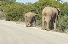 Great safari thru Addo Elephant National Park