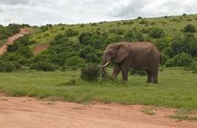 Great safari thru Addo Elephant National Park