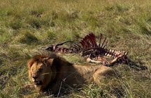 3Days 2Nights Group Budget Safari in Masai Mara 