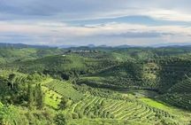 Puer Tea Picking and Tasting Morning Trip